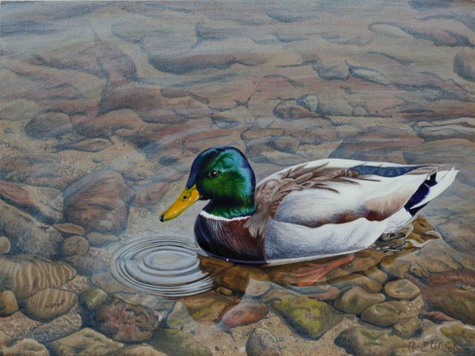 Painting of a Mallard