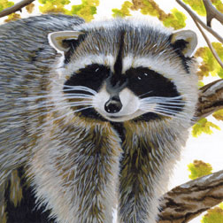 Painting of a Raccoon